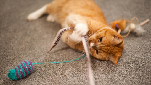 Cat Mental Stimulation - Keep Your Indoor Cat Happy | Purina UK - Indoor Cat Activities For Mental Stimulation